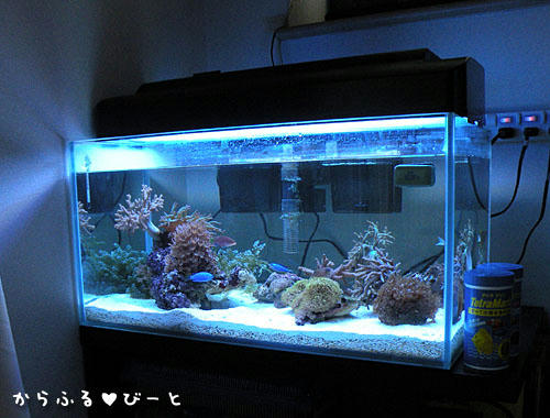 ロブスト60 LOWタイプ