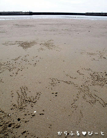 砂ダンゴで埋め尽くされそうな砂浜