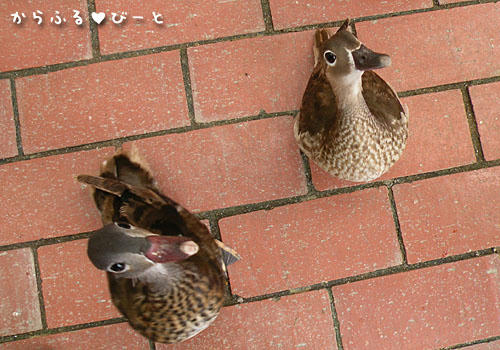 早くちょ～だいよぉ～！