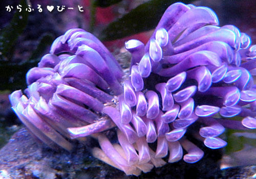 謎の生物