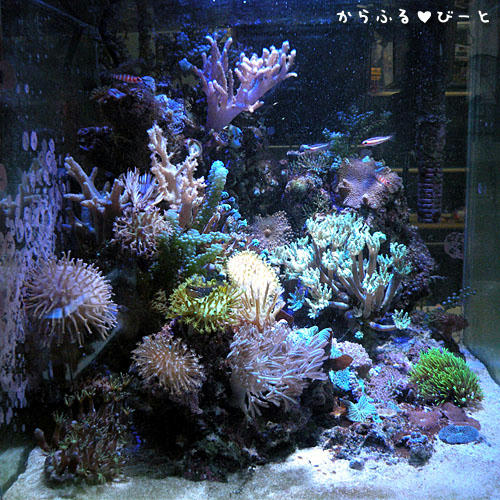 マメハゼ水槽