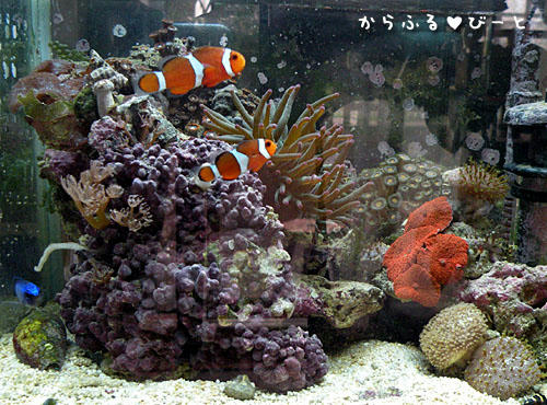 カクレクマノミ水槽