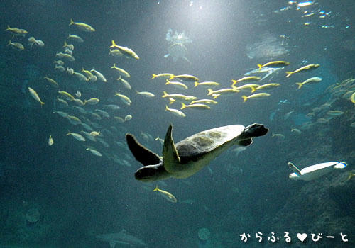 ウミガメ水槽