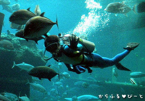 魚のお食事タイム
