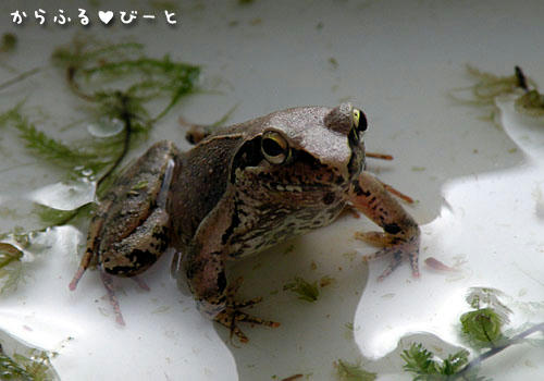 ネバタゴガエル