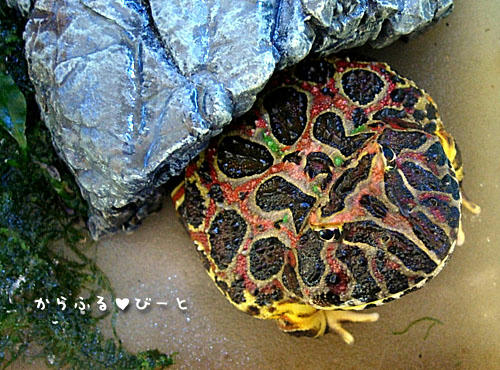 ベルツノガエルのマイキー