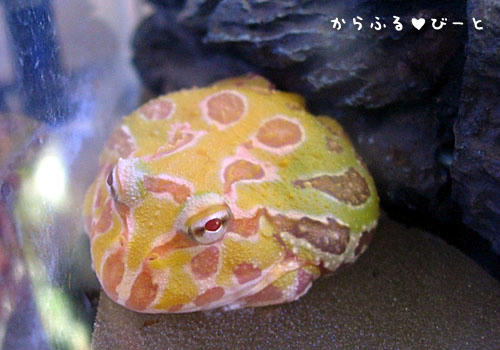 アルビノベルツノガエルのグラトニー