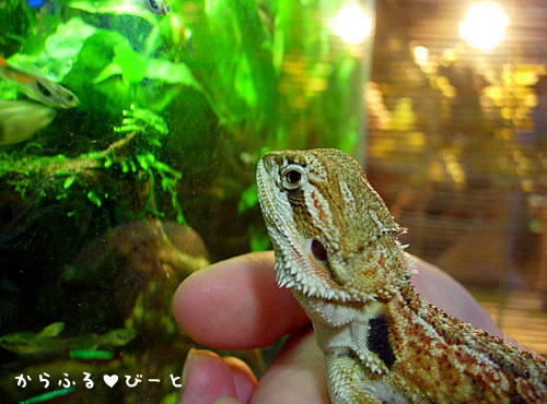お魚に興味津々！！