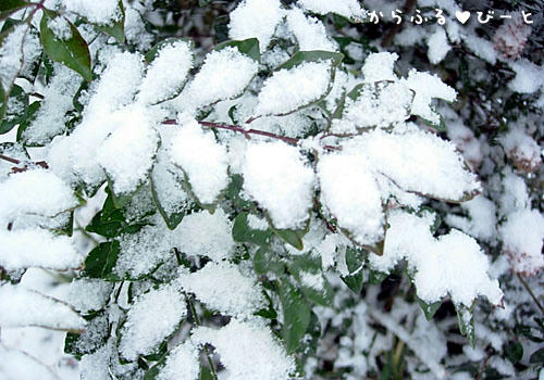 葉っぱも雪化粧