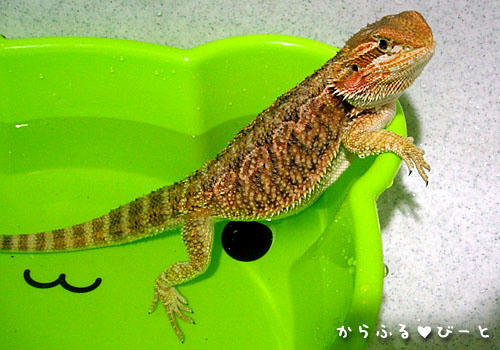 入浴中のジャック♪