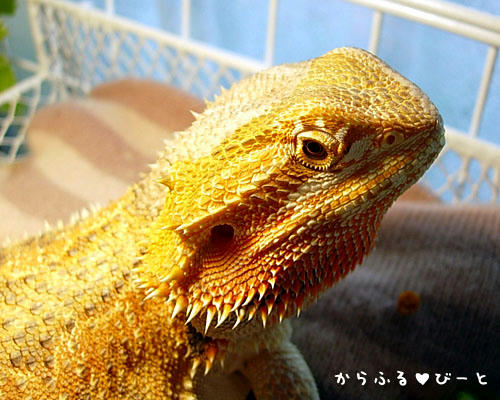 なんか文句ある！？