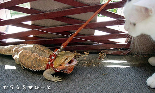 ビビるバロン