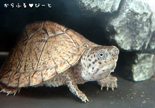 カブトニオイガメのピョンす