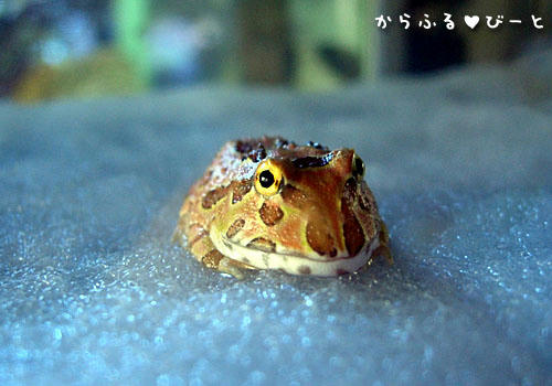 アプリコットツノガエル