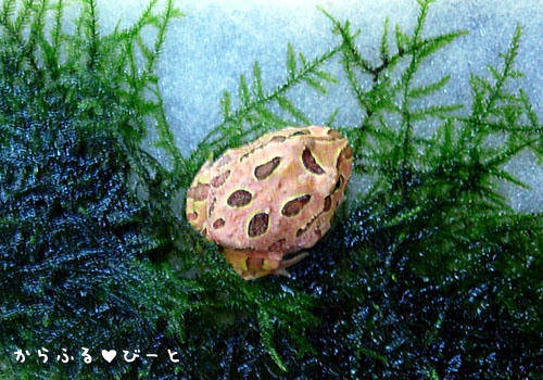 アプリコットツノガエル