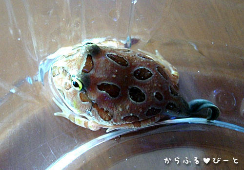 アプリコットツノガエル