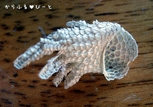 ジャッキーの手袋