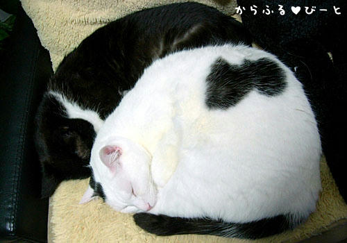まんまるなプリン＆バロン