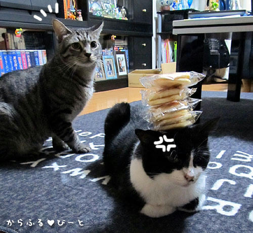 プリンの頭におせんべい