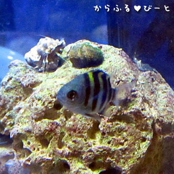オヤビッチャ