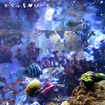 オヤビッチャとギンユゴイ