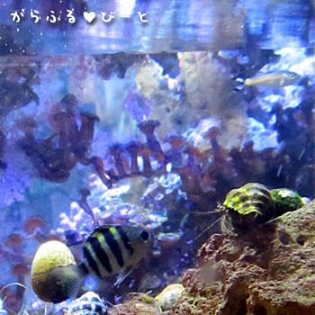 オヤビッチャとギンユゴイ