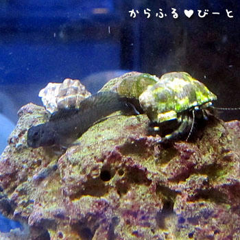 カエルウオとヤドカリ
