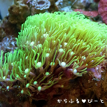 沖縄産スターポリプ