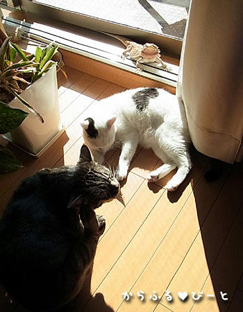 みんなで日向ぼっこ