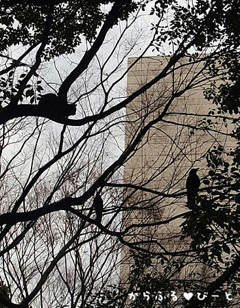 三羽のカラス？