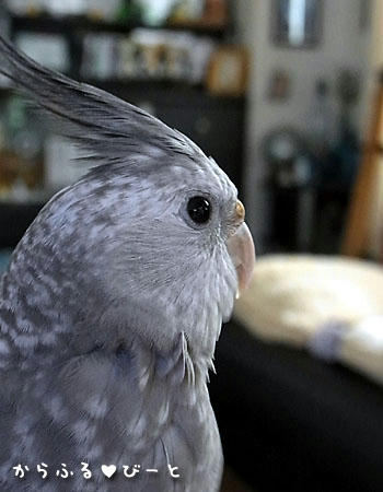オカメインコのクラウド