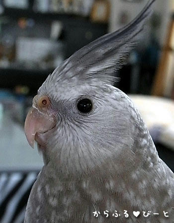 オカメインコのクラウド