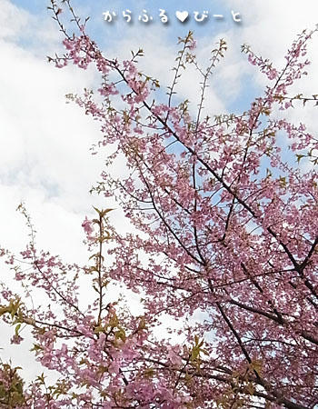 河津桜