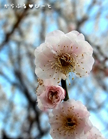 梅の花