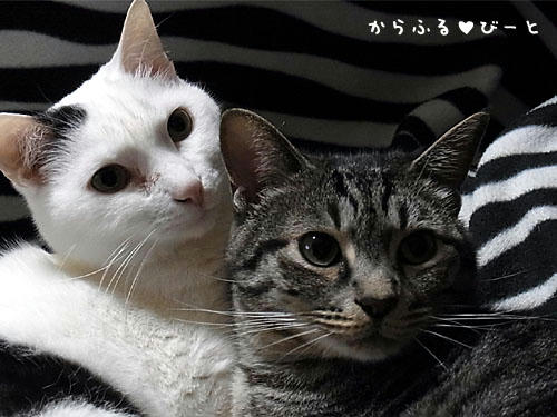 バロン＆カゲトラ