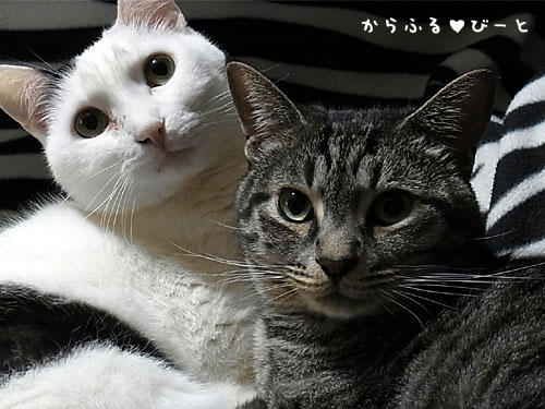 バロン＆カゲトラ