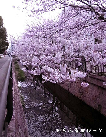 桜 2012
