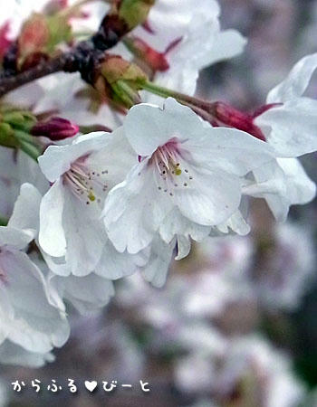 桜 2012