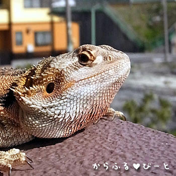ご機嫌なジャッキー