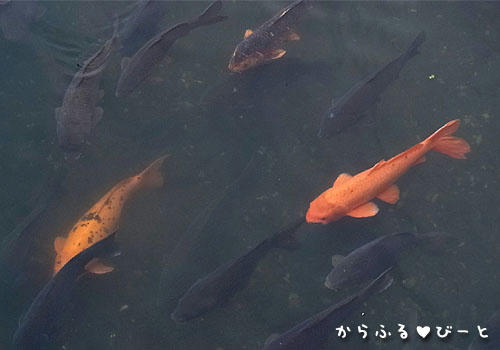 水門川に群れる鯉