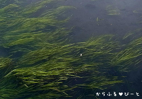 水草が茂る水門川