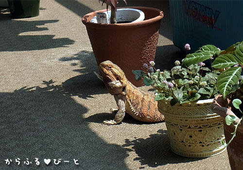 植木鉢と一緒に並ぶジャッキー