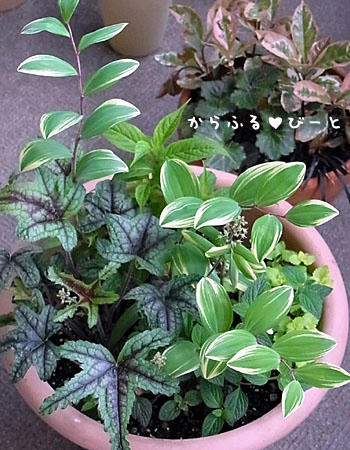 ヤマアジサイの寄せ植え