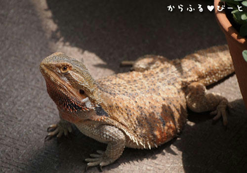 美人なジャッキー