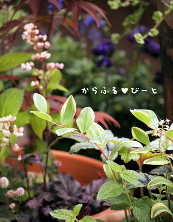 ベランダの植物達