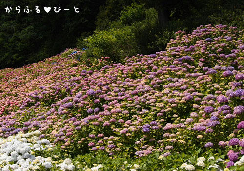 形原温泉「あじさいの里」