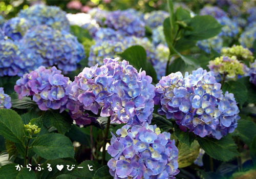 形原温泉「あじさいの里」