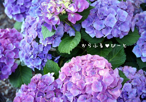 形原温泉「あじさいの里」