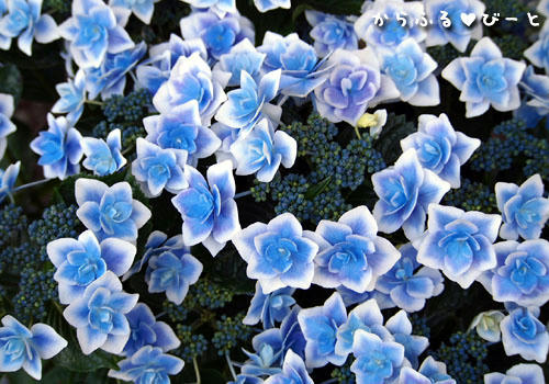 形原温泉「あじさいの里」