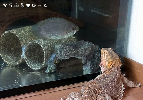 キングスレイとジャッキー